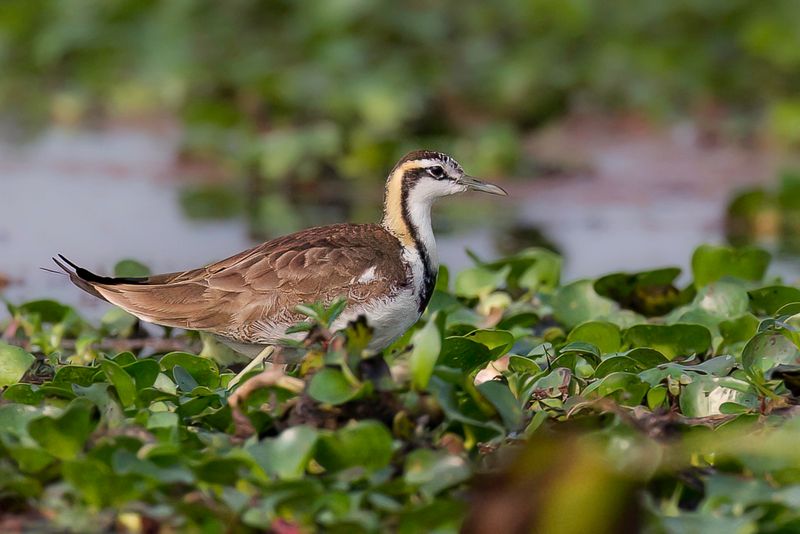 Pheasant-tailed Jacana