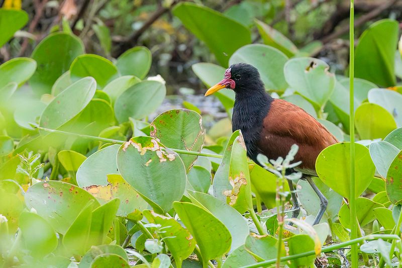 Wattled Jacana