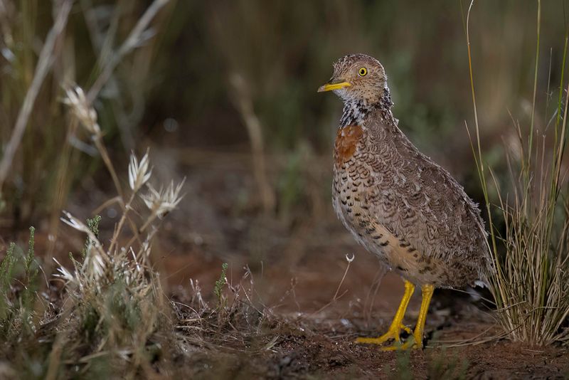 Plains-wanderer (f)