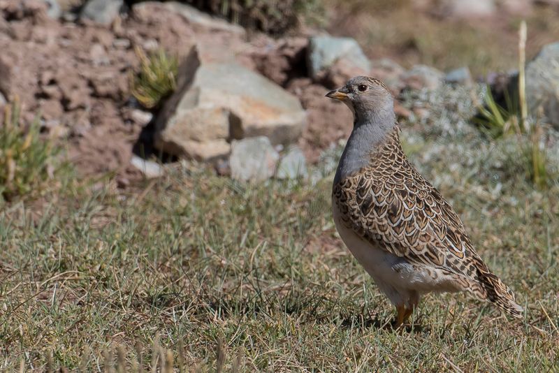 Grey-breasted Seedsnipe