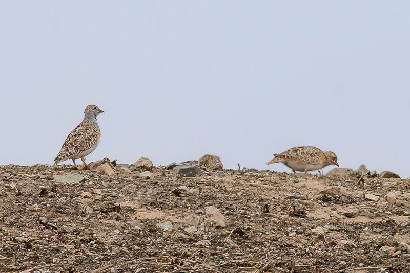 Least Seedsnipe