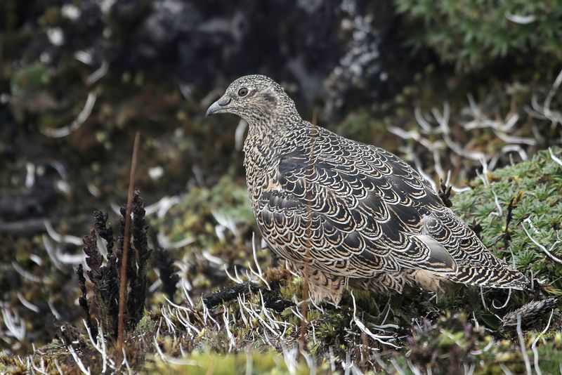 Rufous-bellied Seedsnipe