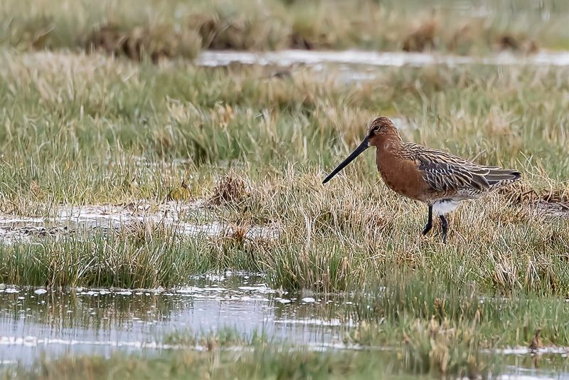 Asian Dowitcher