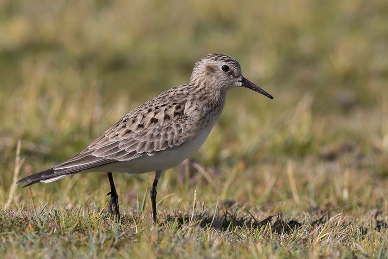 Baird's Sandpiper
