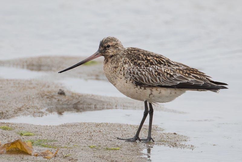 Bar-tailed Godwit (f)