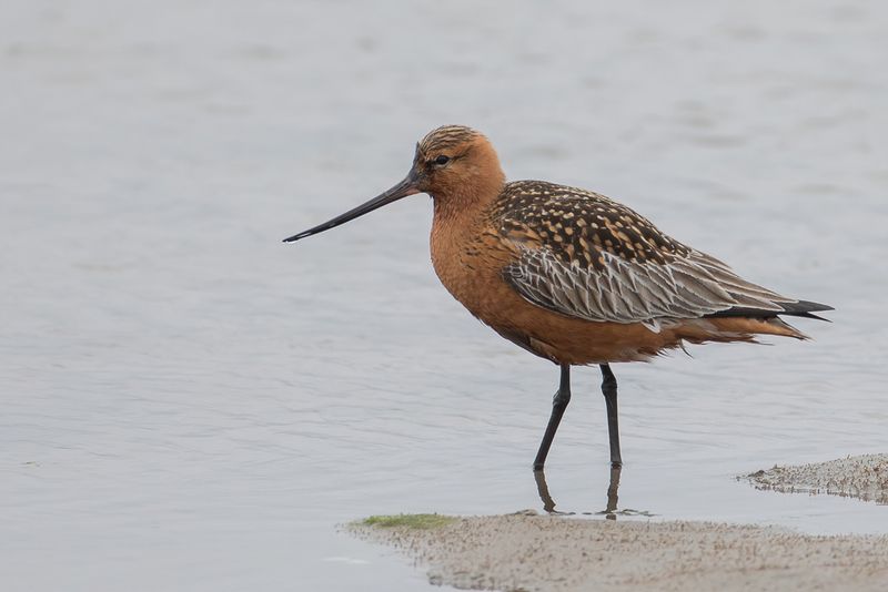 Bar-tailed Godwit (m)