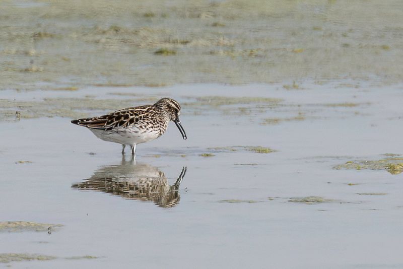 Broad-billed Sandpiper