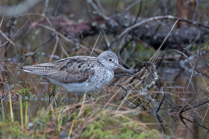 Common Greenshank (breeding)