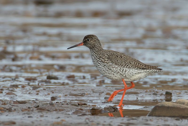Common Redshank