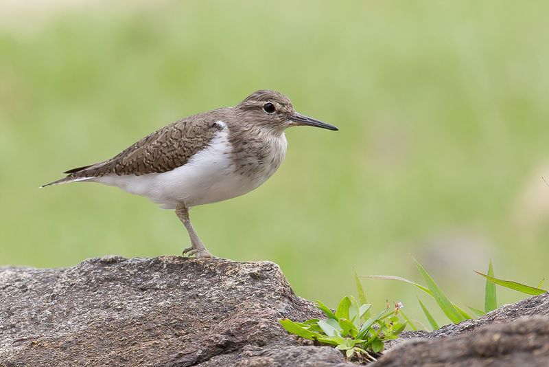 Common Sandpiper