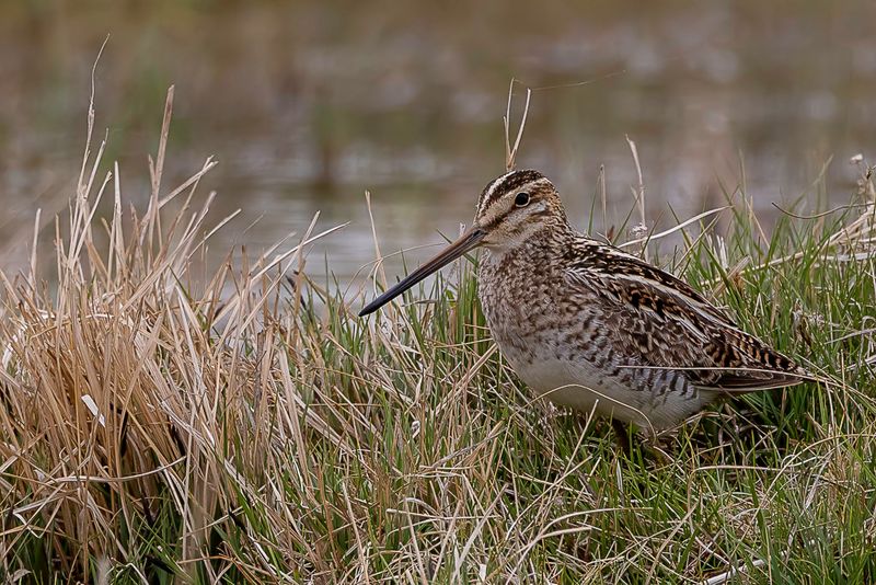 Common Snipe