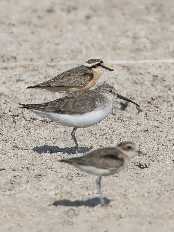 Curlew Sandpiper