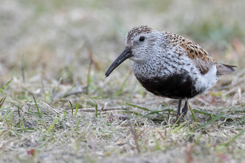 Dunlin