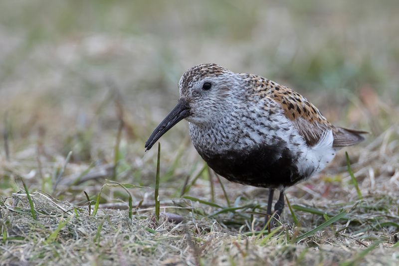 Dunlin