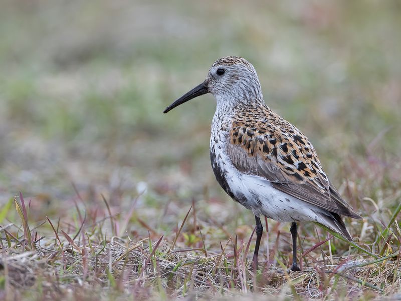 Dunlin