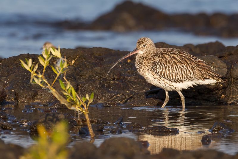 Eurasian Curlew