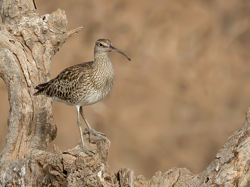 Eurasian Whimbrel