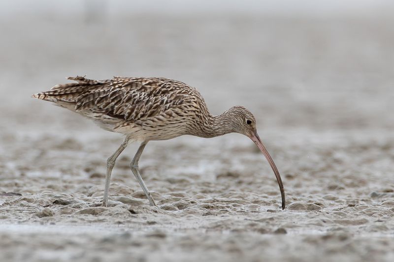 Far Eastern Curlew