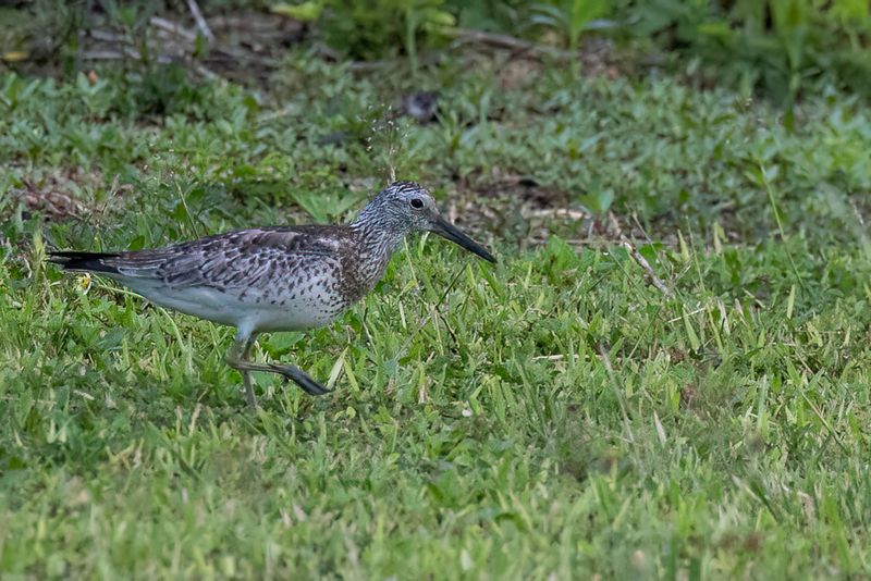 Great Knot