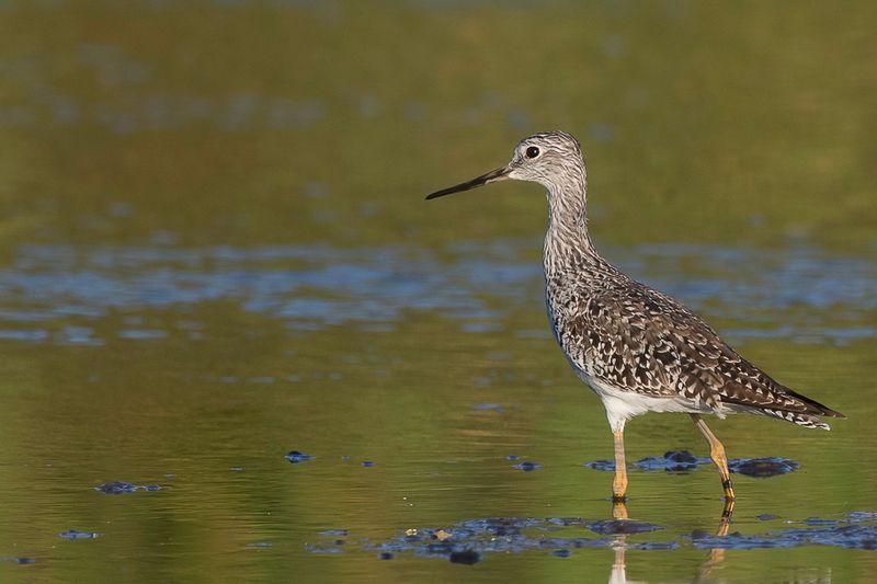 Greater Yellowlegs