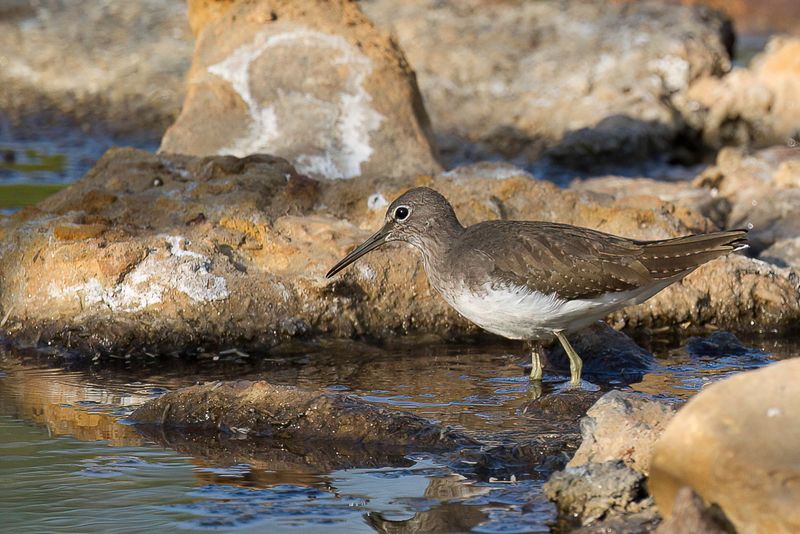 Green Sandpiper