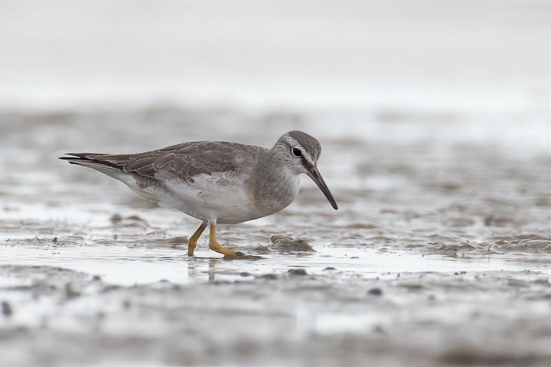 Grey-tailed Tattler