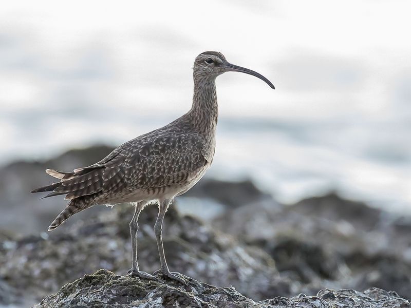 Hudsonian Whimbrel