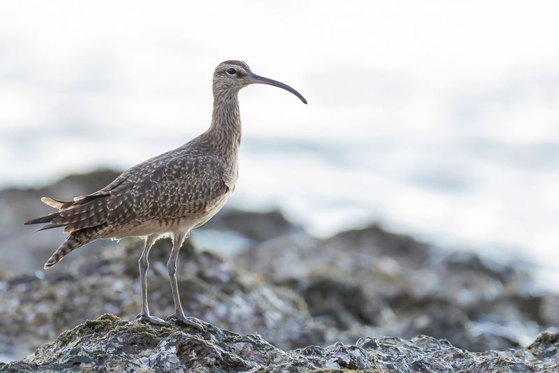 Hudsonian Whimbrel