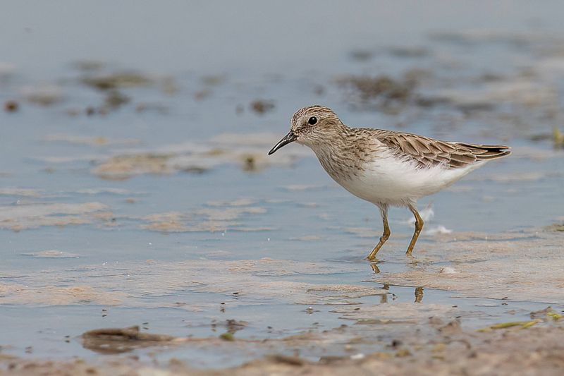Least Sandpiper
