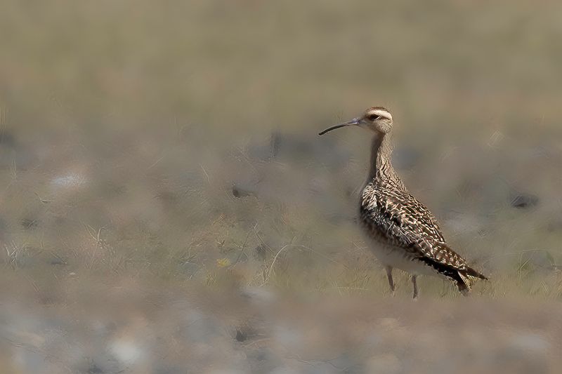 Little Curlew