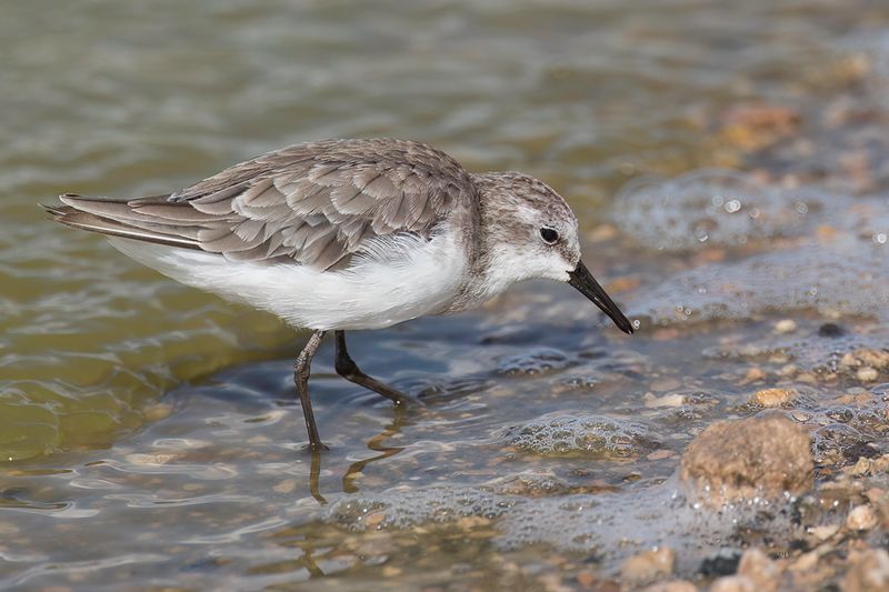 Little Stint