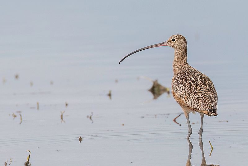 Long-billed Curlew