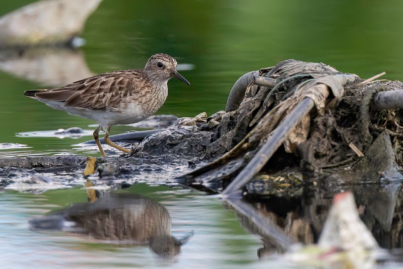 Long-toed Stint