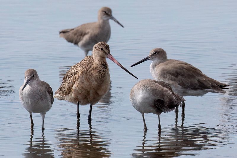 Marbled Godwit