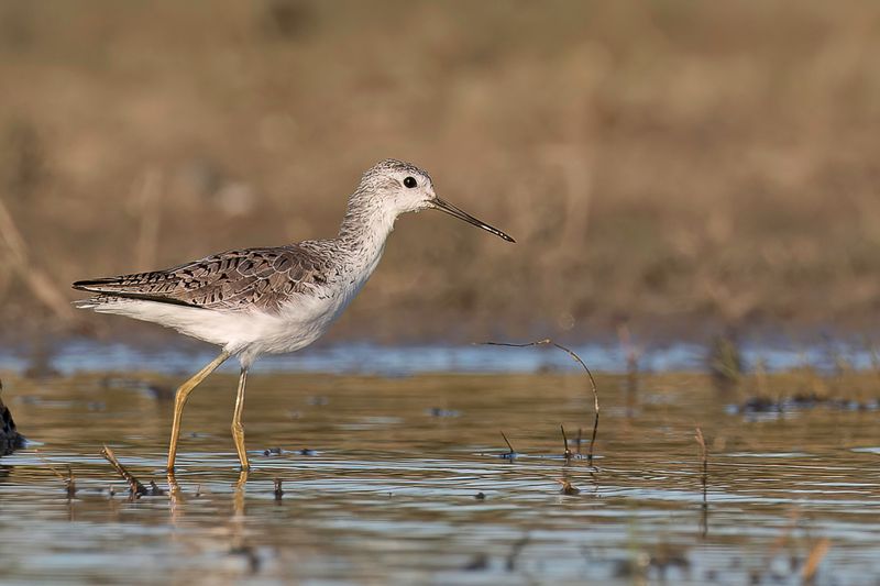 Marsh Sandpiper
