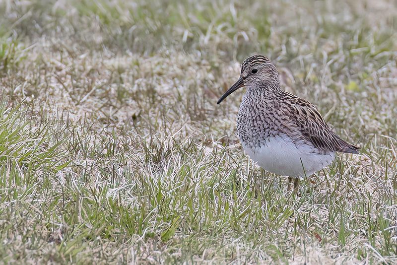 Pectoral Sandpiper