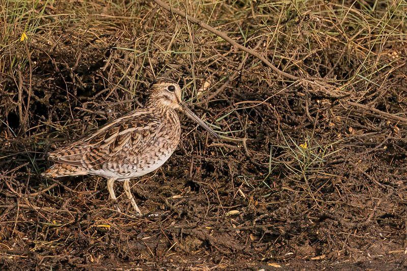 Pin-tailed Snipe