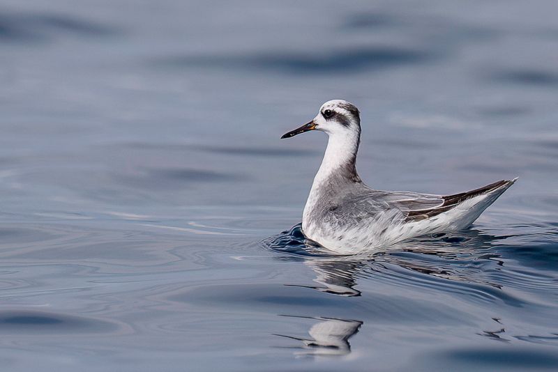 Red Phalarope