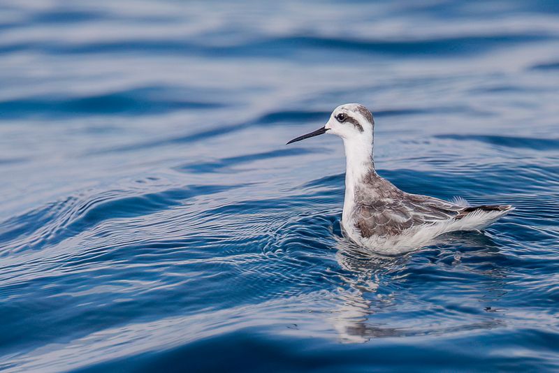 Red-necked Phalarope (non-breeding)
