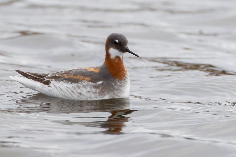 Red-necked Phalarope