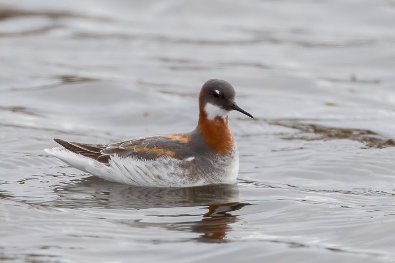 Red-necked Phalarope