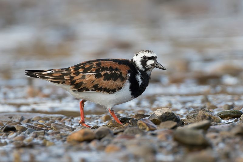 Ruddy Turnstone