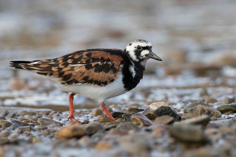 Ruddy Turnstone