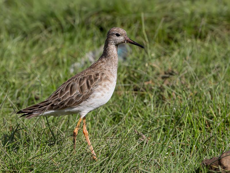 Ruff (non-breeding)