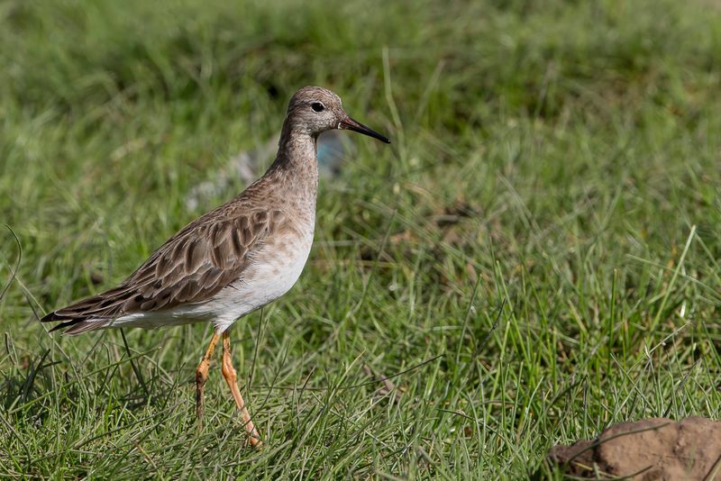 Ruff (non-breeding)