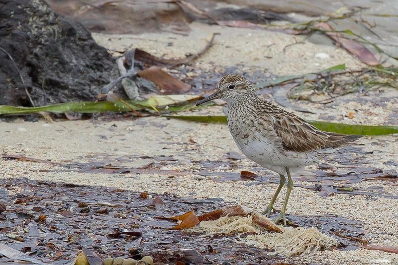 Sharp-tailed Sandpiper