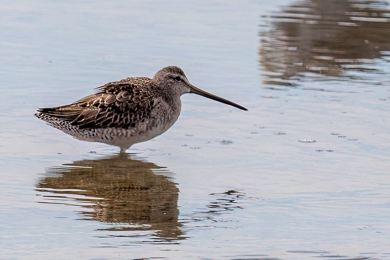 Short-billed Dowitcher