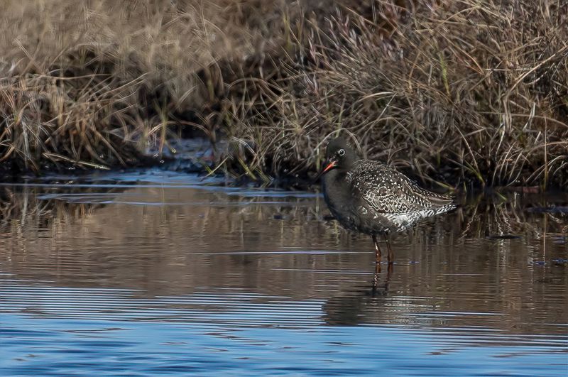 Spotted Redshank