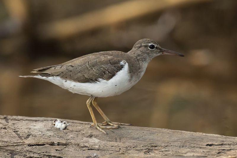 Spotted Sandpiper