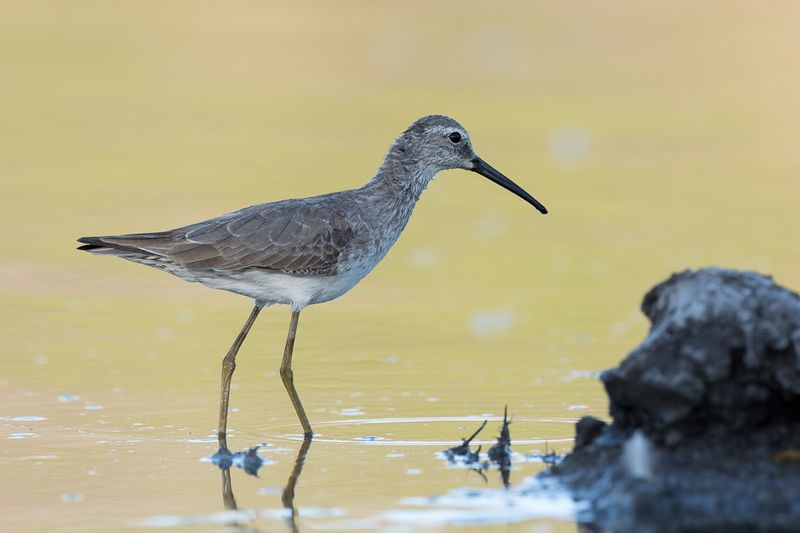 Stilt Sandpiper
